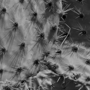 cactus, noir & blanc