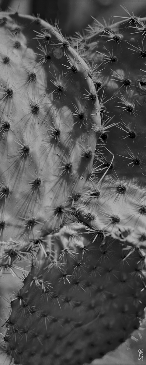 cactus, noir & blanc